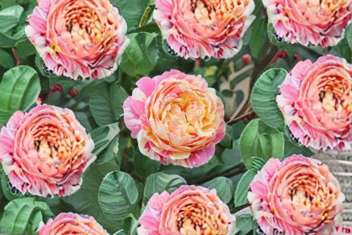 Claude Monet Rose Live Plant – French Garden Rose, Fragrant, Repeat Blooming, Heat & Disease Resistant, 100 cm Shrub Rosa hybrid