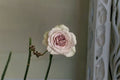 Live Pink Purple Garden Rose Plant – Fragrant Notre Dame Rose Rosa hybrid for Patio & Garden