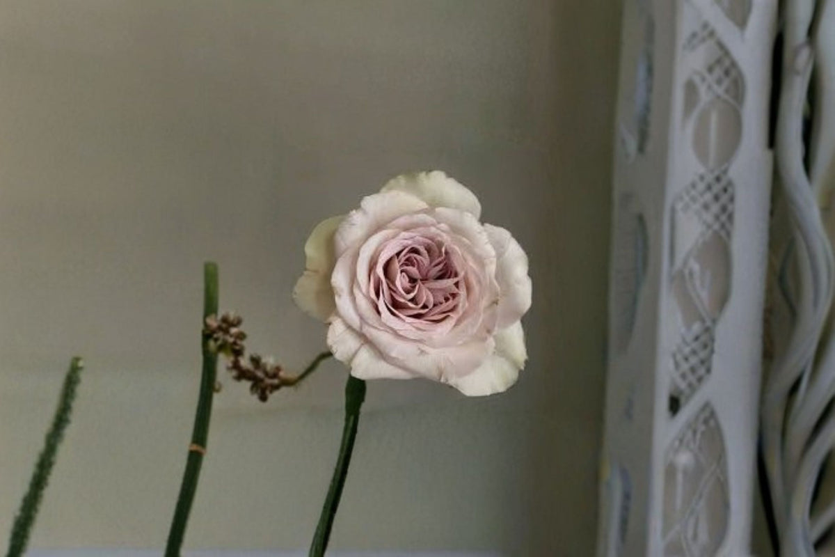 Live Pink Purple Garden Rose Plant – Fragrant Notre Dame Rose Rosa hybrid for Patio & Garden