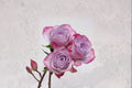 Glamorous Pink Rose Live Plant – Own Root Repeat Blooming Rosa Hybrid for Garden, Patio & Landscape
