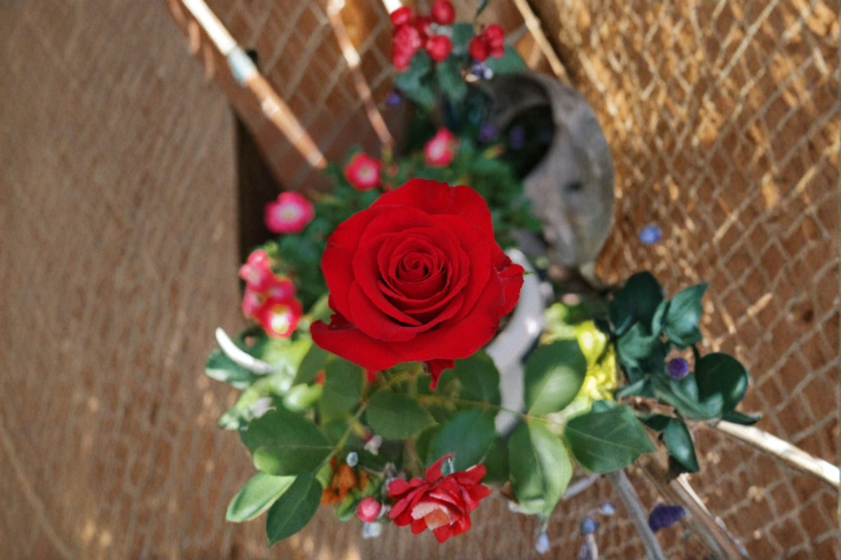 Red Bride Rose Live Plant – Velvet Red Cut Rose, Own Root, High-Centered Flowers, 8 cm Blooms, Ornamental Garden Rose