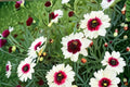Ice Wine Coreopsis Live Starter Plant – Satin & Lace™ Series – Perennial Flower – Coreopsis 'Ice Wine'