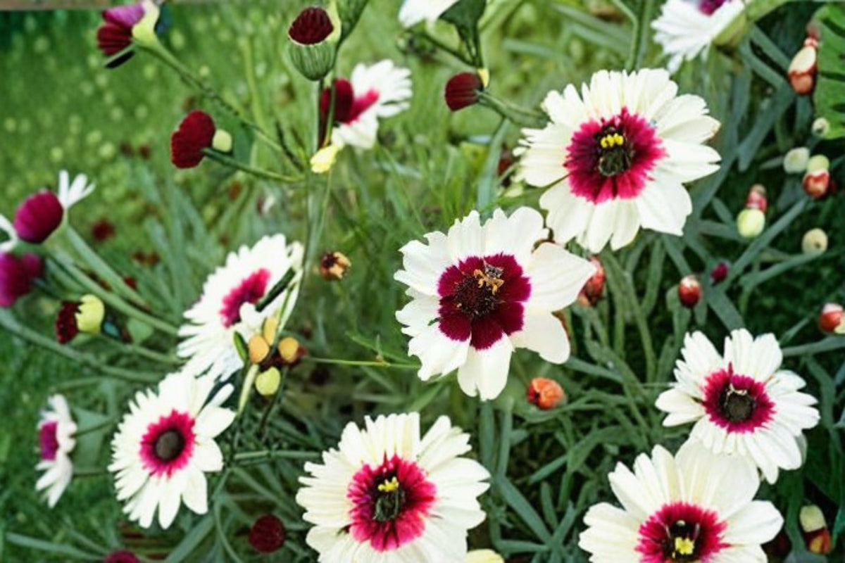 Ice Wine Coreopsis Live Starter Plant – Satin & Lace™ Series – Perennial Flower – Coreopsis 'Ice Wine'