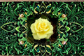 Yellow Texas Rose Cuttings – Rosa shrub, flowering shrub, garden rose, yellow blooms, unrooted plant cuttings