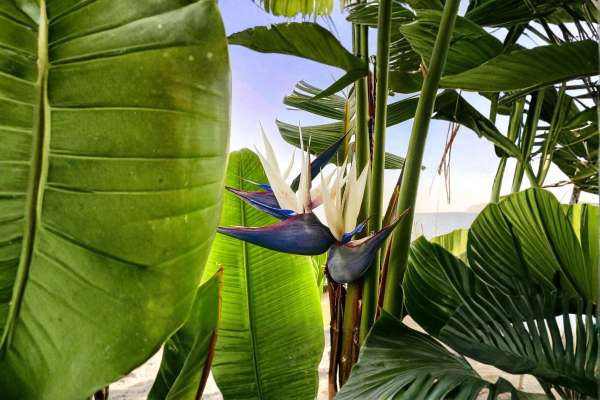 White Bird of Paradise Live Starter Plant – Strelitzia nicolai, Tropical Evergreen Foliage, Container & Landscape Plant