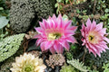 Hedgehog Cactus Stars and Stripes Live Plant – Echinopsis spp. Succulent for Indoor & Container Growth