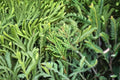 Green Carpet Juniper Plant – Low-Growing Evergreen Groundcover – Juniperus communis ‘Green Carpet’