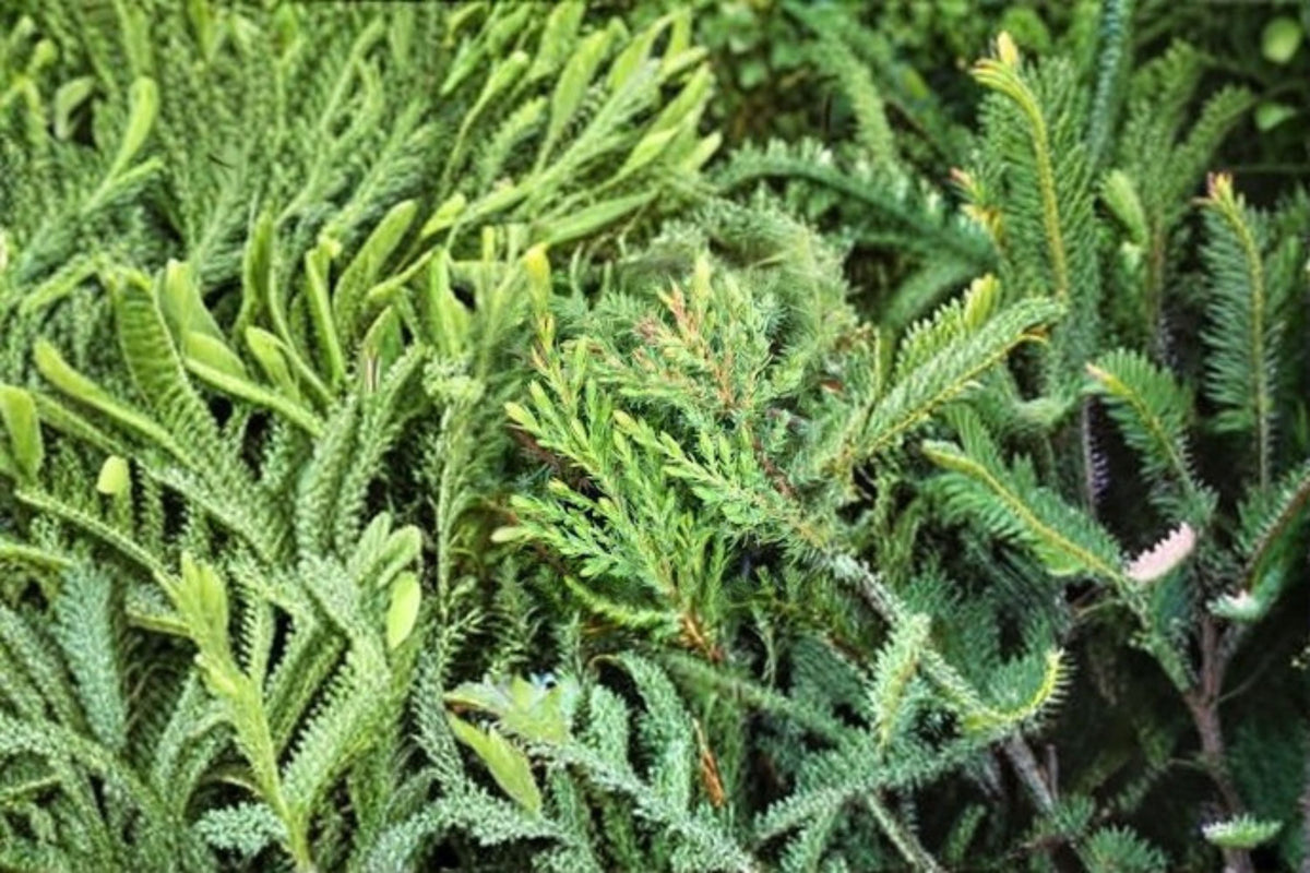 Green Carpet Juniper Plant – Low-Growing Evergreen Groundcover – Juniperus communis ‘Green Carpet’