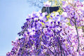 Lavender Wisteria Live Plant – Flowering Climbing Vine with Purple Blooms – Wisteria sinensis for Trellises & Gardens