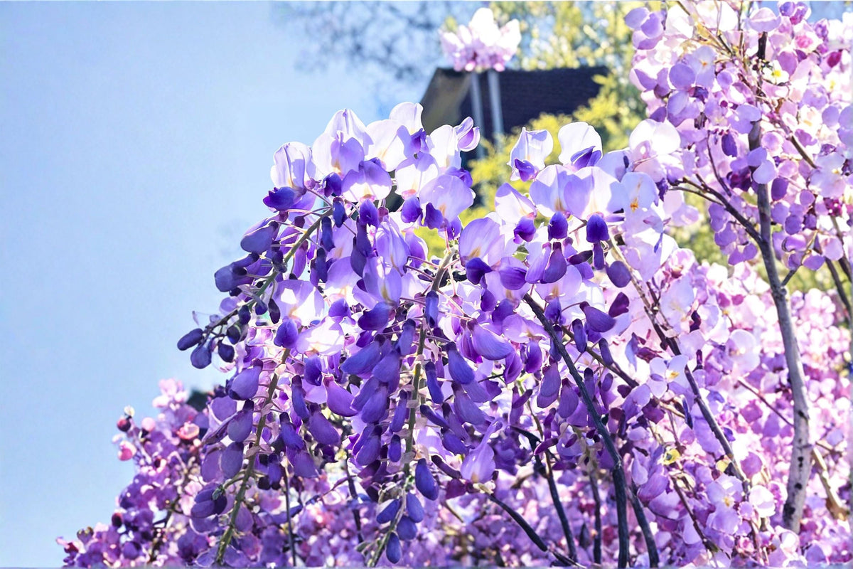 Lavender Wisteria Live Plant – Flowering Climbing Vine with Purple Blooms – Wisteria sinensis for Trellises & Gardens