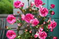 Pink Climbing Rose Live Starter Plant – Rosa 'Pretty In Pink Eden' Own Root, Flowering, Trellis & Fence Coverage
