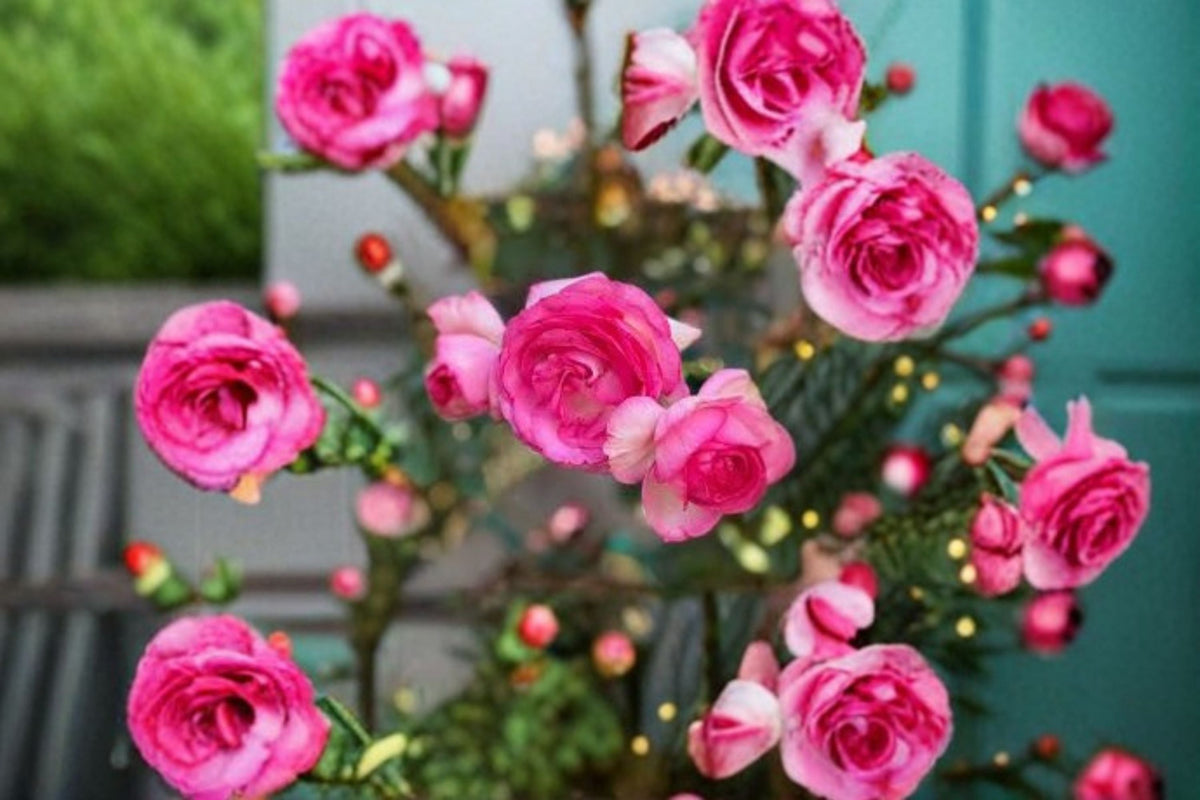 Pink Climbing Rose Live Starter Plant – Rosa 'Pretty In Pink Eden' Own Root, Flowering, Trellis & Fence Coverage