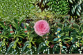 Mandela Rose Own Root Pink Cut Flowering Rose Live Plant – Rosa hybrid for Garden, Patio, Floral Arrangements