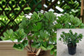 Indian Laurel Fig Plant – Ficus microcarpa – Evergreen Shrub for Hedges & Containers