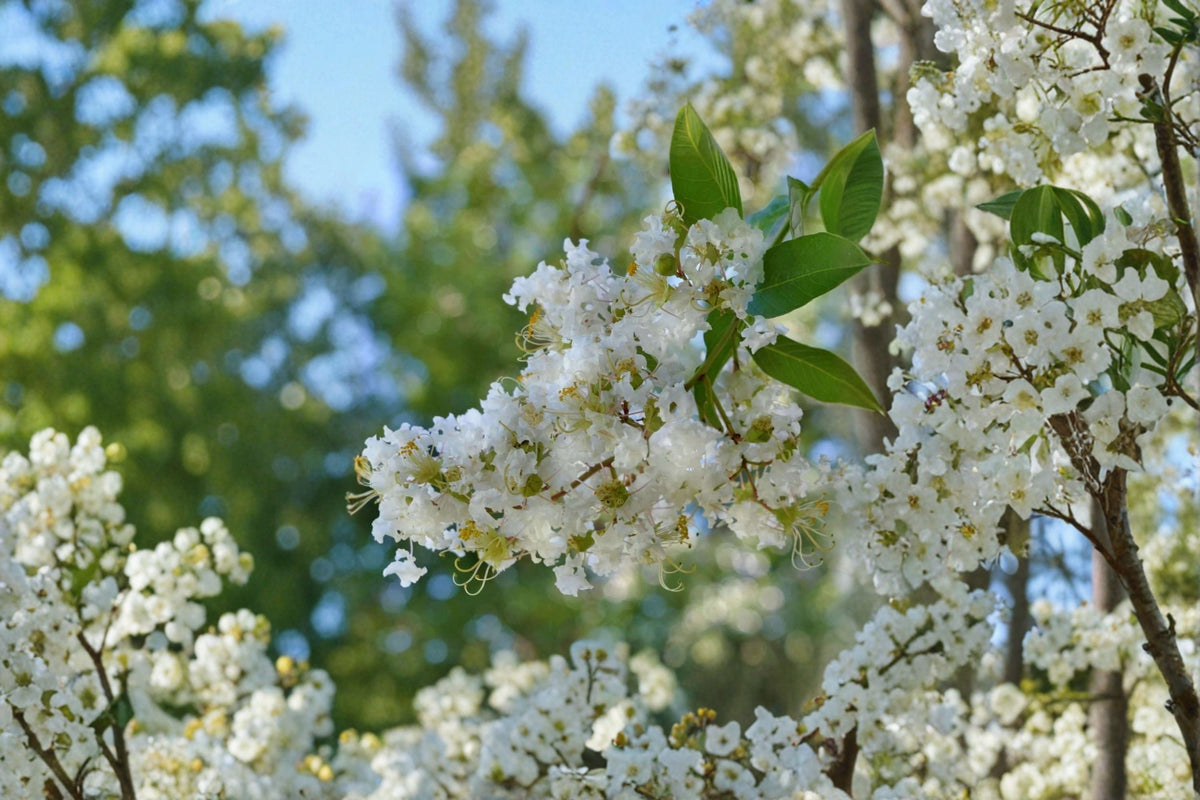 Natchez Crape Myrtle Live Plant – White Summer Flowers – Lagerstroemia × 'Natchez' Ornamental Tree for Landscape