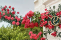 Tuscarora Crape Myrtle Live Plant – Hot Pink Flowering Tree – Ornamental Landscape Tree – Lagerstroemia indica × fauriei