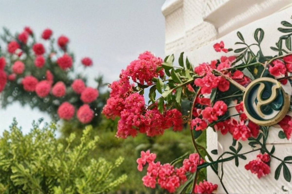 Tuscarora Crape Myrtle Live Plant – Hot Pink Flowering Tree – Ornamental Landscape Tree – Lagerstroemia indica × fauriei