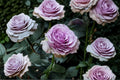 Lavender Flower Circus Climbing Rose Live Plant – Thornless, Repeat Blooming Garden Rose Rosa hybrid for Trellises & Walls