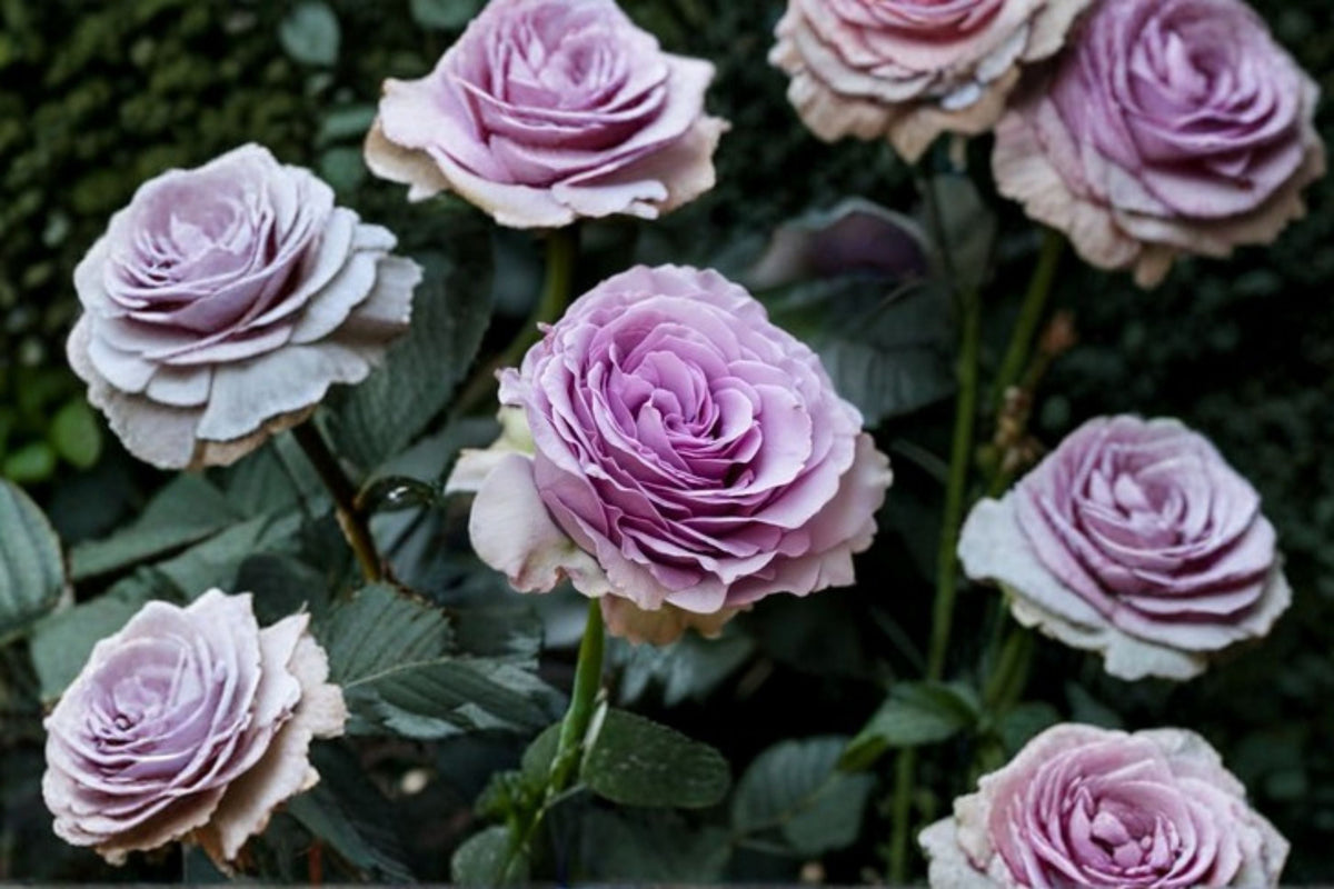Lavender Flower Circus Climbing Rose Live Plant – Thornless, Repeat Blooming Garden Rose Rosa hybrid for Trellises & Walls