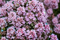 Elfin Thyme Groundcover Plant | Thymus serpyllum 'Elfin' | Aromatic Creeping Herb for Borders & Pathways