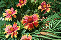 Blanket Flower Live Plant – Gaillardia spp. Perennial Drought Tolerant Bright Daisy-Like Blooms for Borders & Gardens
