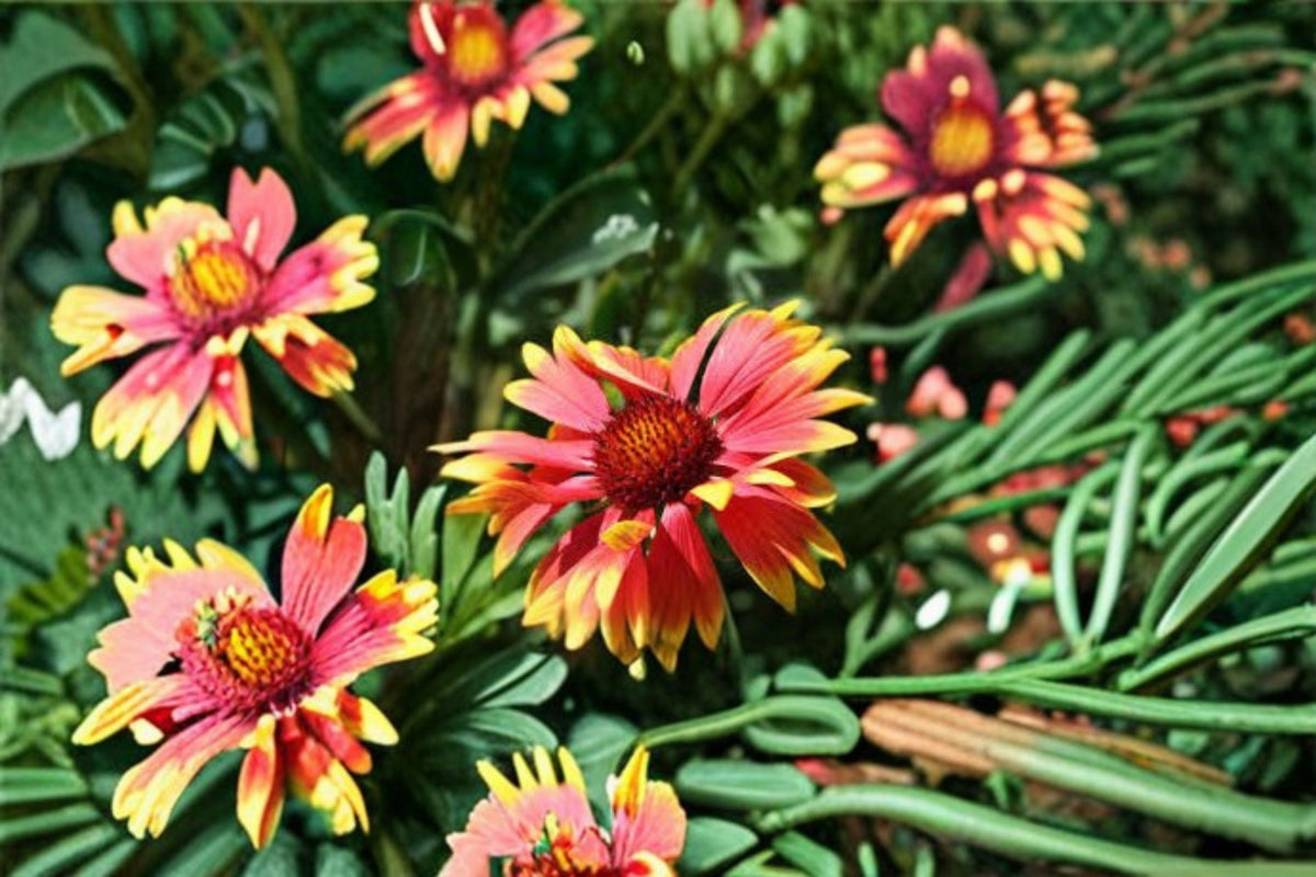 Blanket Flower Live Plant – Gaillardia spp. Perennial Drought Tolerant Bright Daisy-Like Blooms for Borders & Gardens
