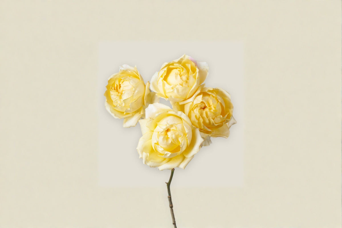 Yellow Peony-Style Lemon Julieta Rose Live Plant, Compact Garden Rose, Rosa hybrid, Repeated Blooming, Container & Border Plant
