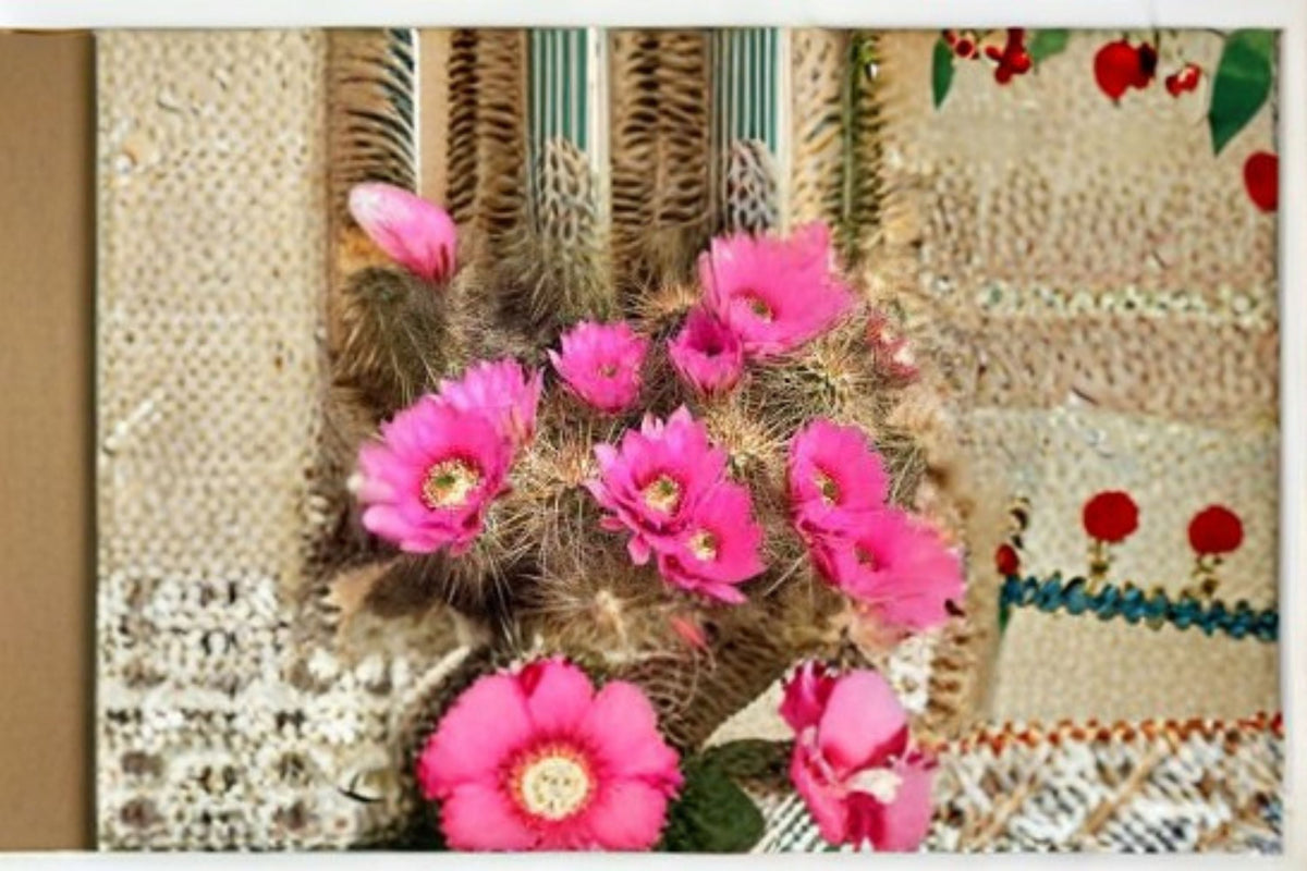 Hedgehog Cactus Stars and Stripes - Echinopsis spp. Rooted Succulent Plant for Indoor & Container Growing