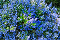 California Lilac Unrooted Cuttings – Ceanothus spp. Flowering Shrub for Landscaping, Drought-Tolerant, Blue Blossoms