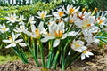 White Rain Lily Bulbs – Zephyranthes candida, 5 Live Flowering Bulbs for Borders, Rock Gardens & Containers