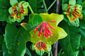Coral Honeysuckle Live Plant – 4–8 Inch Pink Flowering Shrub – Lonicera sempervirens for Gardens & Containers