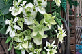 Alba Plena Clematis Live Plant – White Double Flower Climbing Vine for Fences & Trellises – Florida Group Clematis