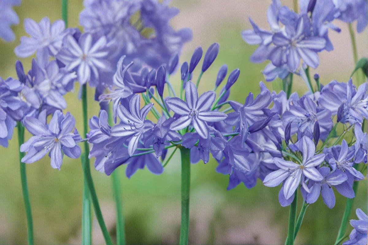 Agapanthus Live Plant – Lavender Lily of the Nile – Ornamental Perennial Flowering Plant – Agapanthus africanus