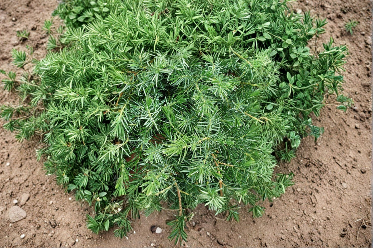 Blue Pacific Juniper Live Plant – Groundcover, Evergreen Shrub, Drought Tolerant, Juniperus conferta