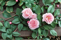 Climbing Rose Cuttings 6-Pack Rosa ‘Auswith’ Garden Flowering Climber for Trellises & Fences