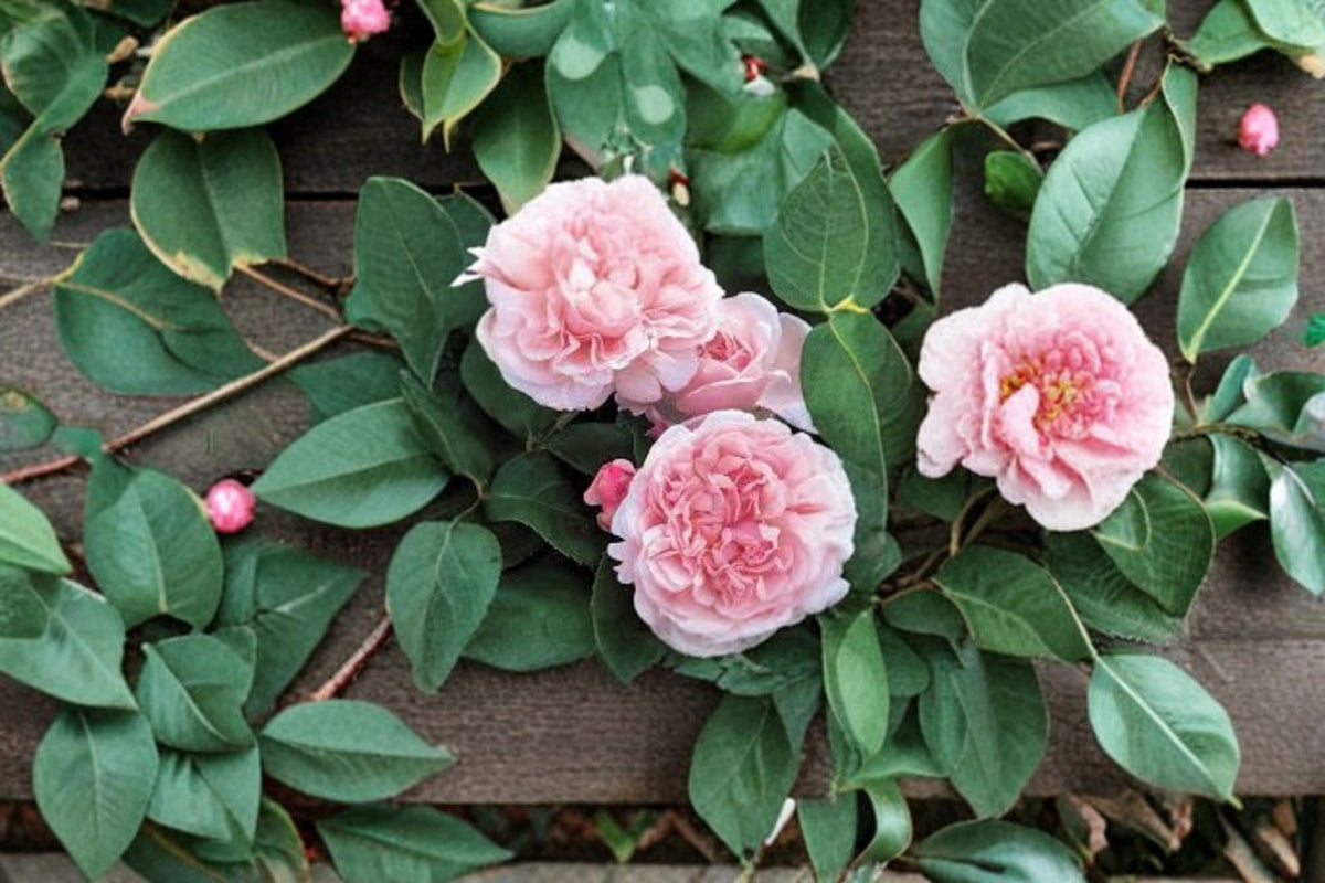 Climbing Rose Cuttings 6-Pack Rosa ‘Auswith’ Garden Flowering Climber for Trellises & Fences