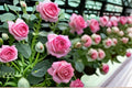 Climbing Rose Live Plant – Pink Fast Growing Rose for Trellises & Fences – Rosa hybrid