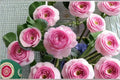 Live Mon Coeur Rose Plant – Fragrant Japanese Repeat Blooming Climbing Rose Rosa hybrid for Garden, Fence & Trellis