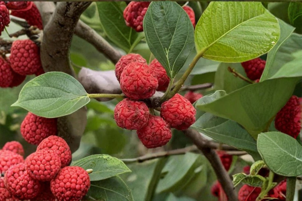 Seedless Che Scions for Grafting - Cudrania tricuspidata Fruit Tree Propagation, 5 Fresh Cut Buds