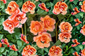 Tequila Rose Live Plant – 1.5 Gal Apricot Orange Rose – Own-Root Shrub Rosa 'Tequila' for Garden & Container