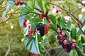 Dwarf Everbearing Mulberry Plant Morus nigra Fruit Tree for Garden or Container Growing