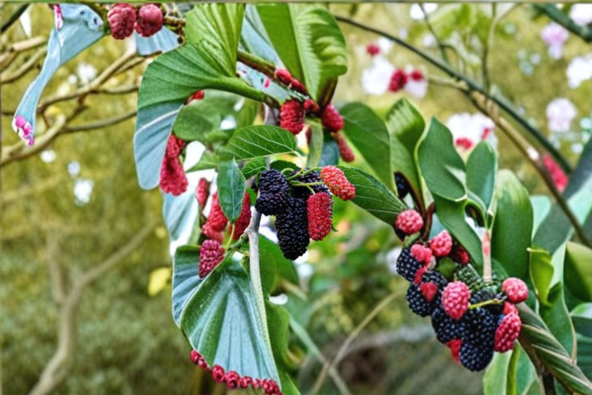 Dwarf Everbearing Mulberry Plant Morus nigra Fruit Tree for Garden or Container Growing