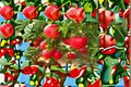 Pomegranate Cuttings 7-Pack, Punica granatum, Fruit Tree Propagation, Edible Red Fruit, Garden Orchard Plant