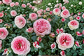 Pink Meilland Bride Rose Live Plant – Own Root Garden Rose with Pink White Blooms, Fully Double Flowers, Disease Resistant