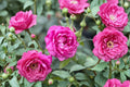 Chang Xiangsi Rose Live Plant – Red Pink Fragrant Cut Rose – Rosa hybrid for Garden, Patio & Floral Arrangements