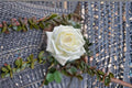 Jeanne Moreau Rose Live Plant – Fragrant Repeat Blooming Garden Rose – Rosa hybrid for Patio & Landscape