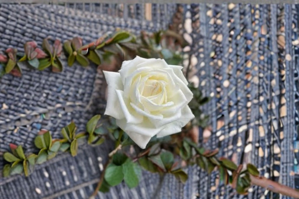 Jeanne Moreau Rose Live Plant – Fragrant Repeat Blooming Garden Rose – Rosa hybrid for Patio & Landscape