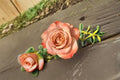 Cappuccino Rose Live Plant – Repeat Blooming Ornamental Garden Rose – Rosa hybrid – Coffee-Colored Blooms, Potted, Easy-Care