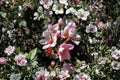 Indian Hawthorne Pink Dancer Unrooted 6-Inch Cuttings Rhaphiolepis indica for Garden, Hedges, Borders