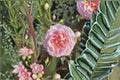 Chocolate Romantic Rose Live Plant – Vintage Pink Purple Ornamental Garden Rose Rosa hybrid, 80–120 cm, Fragrant, Perennial Shrub